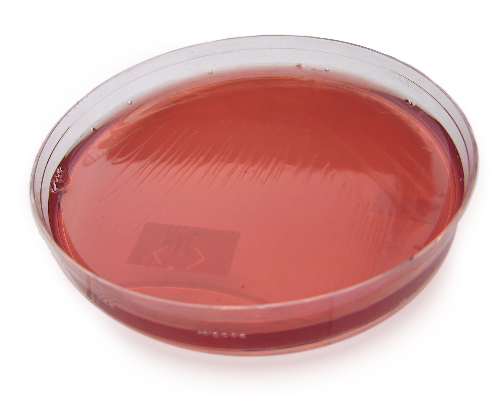 Morphological Shape Of Neisseria Gonorrhoeae