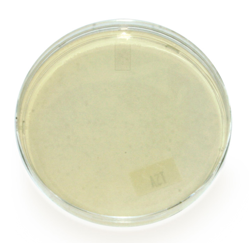 tsa agar